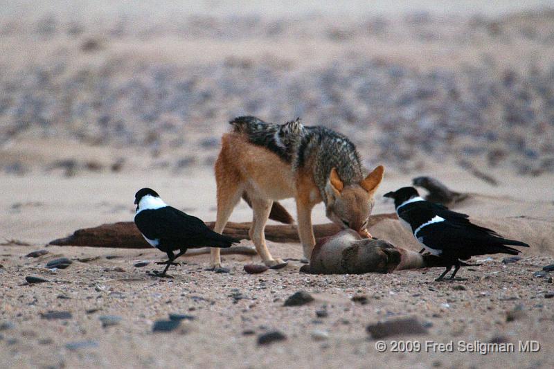 20090605_155033 D300 (1) X1.jpg - Various stages of the Jackal feeding on the seal